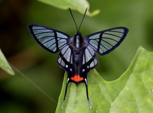Chorinea amazon 0821-001a